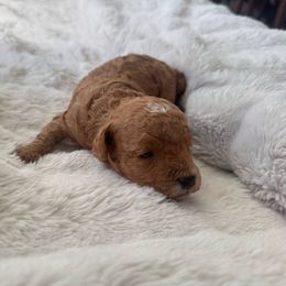 Girl 2 - Red female Maltipoo puppy in San Diego, California from Maltipoos SD