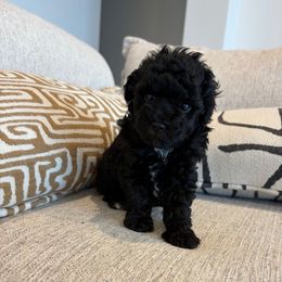 Dolly - Blue female Poodle puppy in Queen Creek, Arizona from Prestigious Toy Poodles