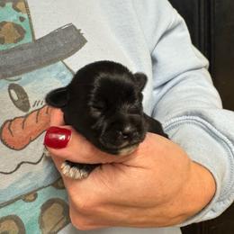 Light Pink Girl - Black and silver female Miniature Schnauzer puppy in Oneonta, Alabama from Murphree Valley Kennels