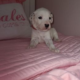 Dalmatian Puppies from BL Dalmatians