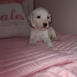 Dalmatian Puppies from BL Dalmatians