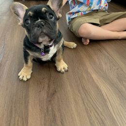 French Bulldog Puppies from Frenchie Paws