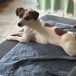 Molly - Russell Terrier