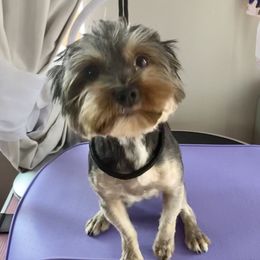 Spunky - Yorkshire Terrier