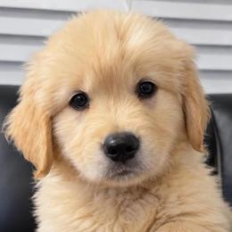 Tan boy - Golden male Golden Retriever puppy in Fresno, California from Warwick’s Central California Goldens