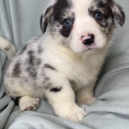 Oogie Boogie - Blue merle and white male American Corgi puppy in Grants Pass, Oregon from KnR Antler Dogs