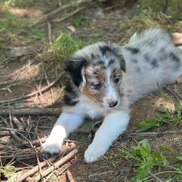 Charlie - Blue merle male Toy Australian Shepherd puppy in Garvin, Oklahoma from Hochatown Awesome Aussies