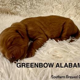 Greenbow Alabama - Dark golden male Golden Retriever puppy in Jonesboro, Arkansas from N. E. Arkansas Goldens and Doodles