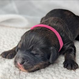 Hot Pink - Tri-color female Bernedoodle puppy in Connecticut from Valley View Doodles