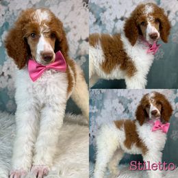Stiletto - Parti Poodle puppy in Swansboro, North Carolina from Monarch Standard Poodles