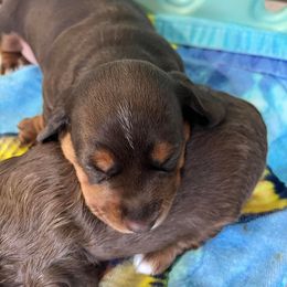 Dachshund Puppies from Regan's Divas