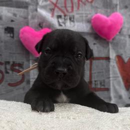 Vixen - Black female Cane Corso puppy in Utah from 3Lake Kennelz