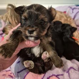 Albert - Black and tan male Yorkshire Terrier puppy in Yadkinville, North Carolina from Yadkinyorkies&Morkies