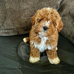 Pekingese, Poodle, and Shih Tzu Puppies from Happy puppies
