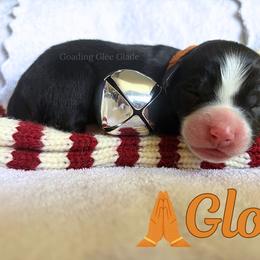 Glory - Black tri female Miniature Australian Shepherd puppy in Millington, Tennessee from Goading Glee Glade
