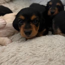 Minnie - Black and tan female Dachshund puppy in Tampa, Florida from Mini Dachshund Duo Pups