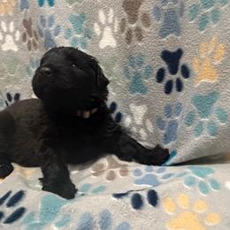 Radar - Black male Bouvier des Flandres puppy in Wellington, Colorado from Blood Family Frenchies and Bouvs