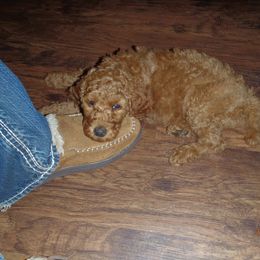 Poodle Puppies from Barren Bluff Kennels