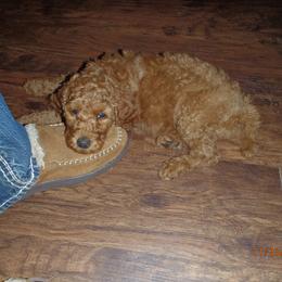 Poodle Puppies from Barren Bluff Kennels