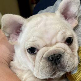 French Bulldog Puppies from Vive La Vie Frenchies