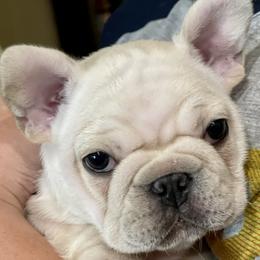 French Bulldog Puppies from Vive La Vie Frenchies