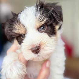 Pierre Tri White Choco Tan Parti boy SUPER COATED - Parti male Miniature Schnauzer puppy in Temple, Texas from Schnauzers Of Taylor