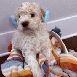 Boy 3 - Off-white male Lagotto Romagnolo puppy in Sherman, Texas from Texas Lagottos