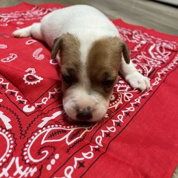 Jack Russell Terrier Puppies from Kilgus Jack Russell Terriers