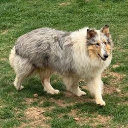 Skye - Collie