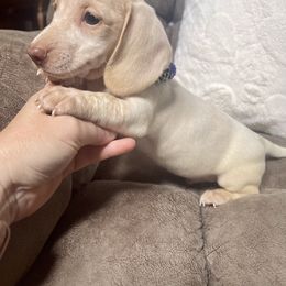 Poppy - Cream male Dachshund puppy in Williamsburg, Kentucky from Whispering Pine Dachshunds & Pomeranians
