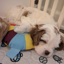 Cavapoo Puppies from Crystal Coast Cavapoodles