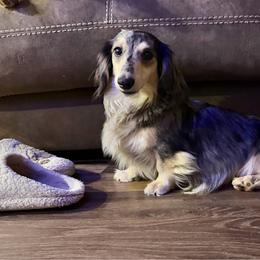 Krewe - Dachshund