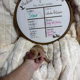 Scout - red collar - Yellow male Labrador Retriever puppy in Troy, South Carolina from Wicked Flyer Retrievers