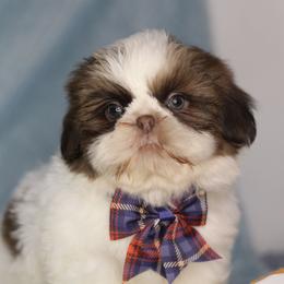 Mister Sargent Tibbs - Chocolate male Shih Tzu puppy in Cartersville, Georgia from Autumn Breeze Shih Tzus and Friends