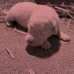 Maremma Sheepdog Puppies from Old Orchard Maremmas
