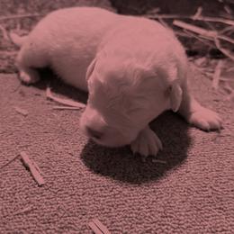 Maremma Sheepdog Puppies from Old Orchard Maremmas