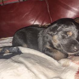 Australian Shepherd Puppies from McElroy Homestead Austrailian Shepherds