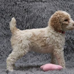 Poodle Puppies from Absolutely Pampered Poodles
