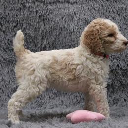 Poodle Puppies from Absolutely Pampered Poodles