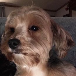Morkies and Yorkshire Terriers from Happy Knoll’s Yorkies and Morkies