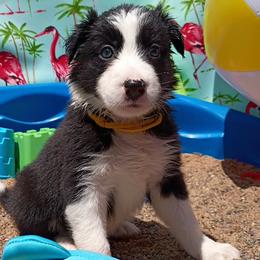 Sammie (Urui ) - Black and white female Border Collie puppy in Max, Nebraska from Stag Valley Homestead