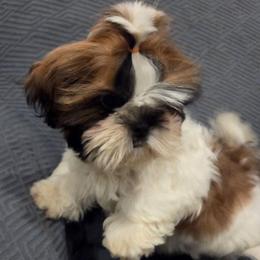 Ben-Ten - Red and white male Shih Tzu puppy in Riverside, California from Raincross Shih Tzu