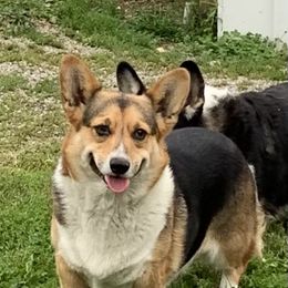 Riley - Pembroke Welsh Corgi
