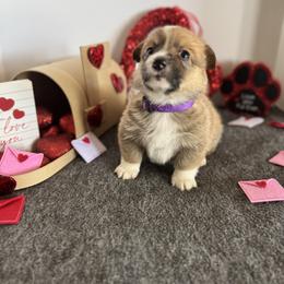 Petunia - Sable female Pembroke Welsh Corgi puppy in Millsap, Texas from Punchy Pembroke Ranch