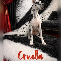 Cruella - Great Dane