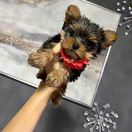 Yorkshire Terrier Puppies from Sophea Cheth's Yorkshire Terriers