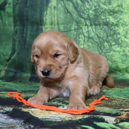 Clover orange collar - Dark golden male Golden Retriever puppy in Great Falls, Montana from VS Golden Fields