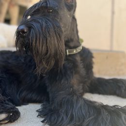 Giant Schnauzer and Poodle All Grown Up from Pawsh K9’s