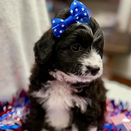 Purple collar toy - Black tri-color female Aussiedoodle puppy in 32046, Florida from River Hill Ranch