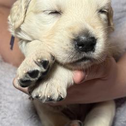 Golden Retriever Puppies from Loposky Goldens